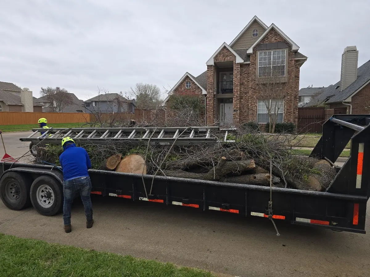 Expert Tree Pest Control with proper safety equipment in Paxton